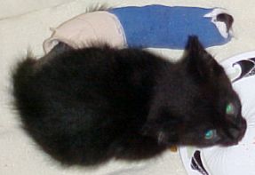 Nermal in his cast just a couple of days after his surgery