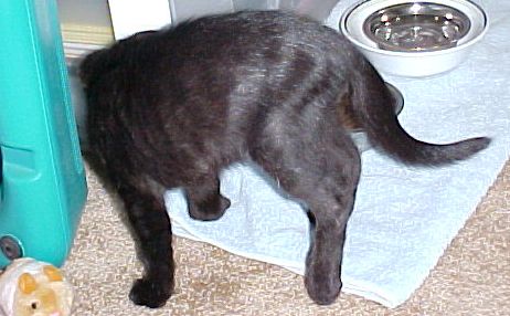 June 24, Nermal limping to his hiding place