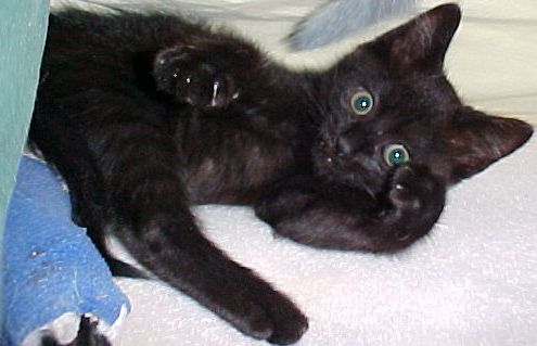 Nermal looking at camera