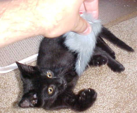 Being playful with his mouse; he is tiny!